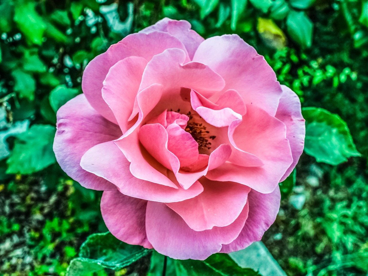 rose pink flower free photo