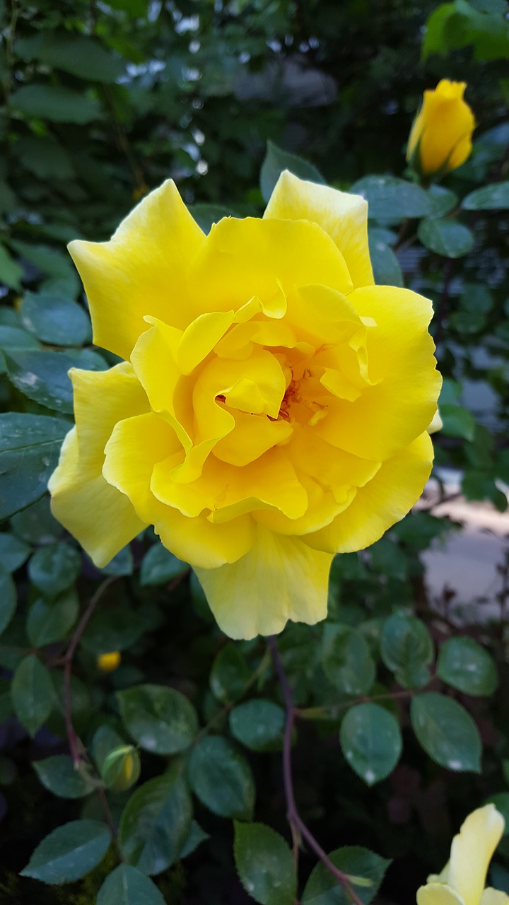 rose flower yellow free photo