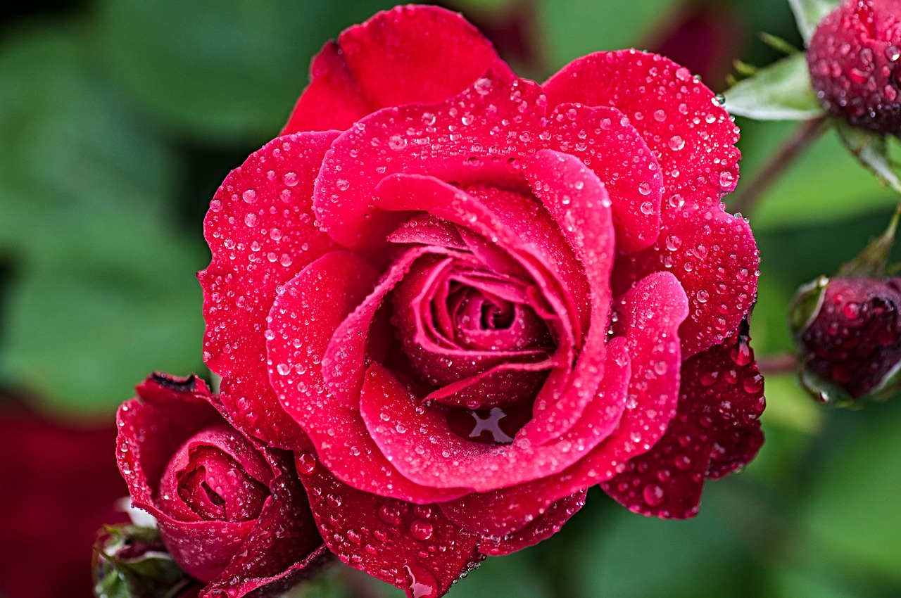 rose rain raindrop free photo