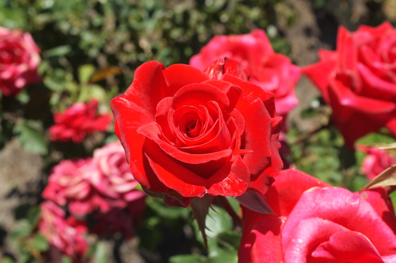 rose red flowers safflower free photo