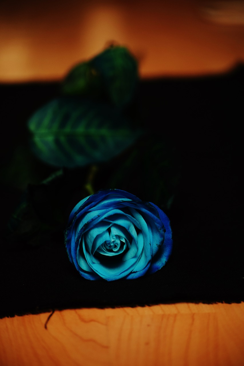 rose blue flower free photo