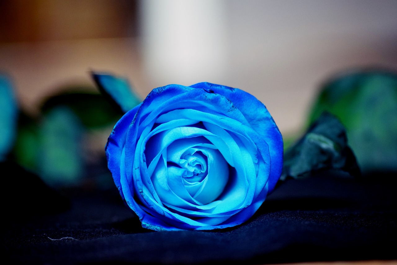 rose blue flower free photo