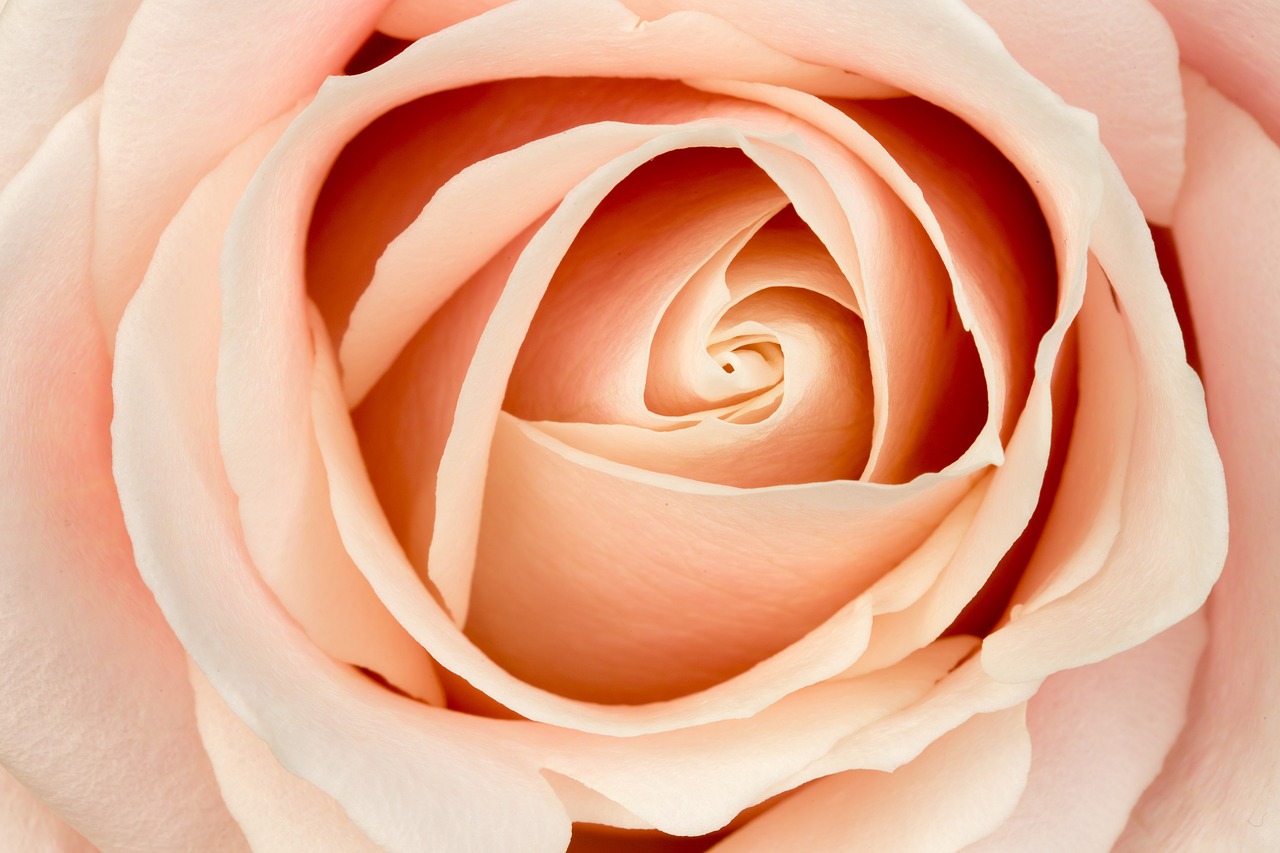 rose flower macro free photo