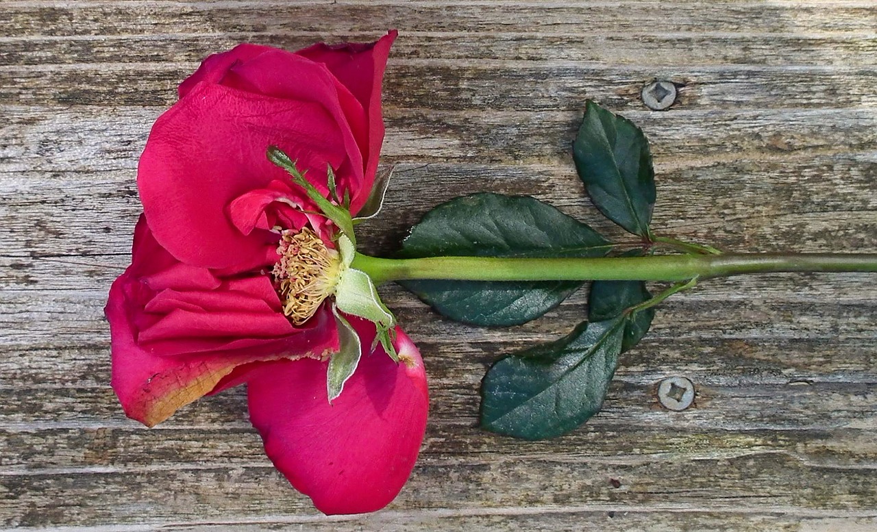 rose petals wood free photo