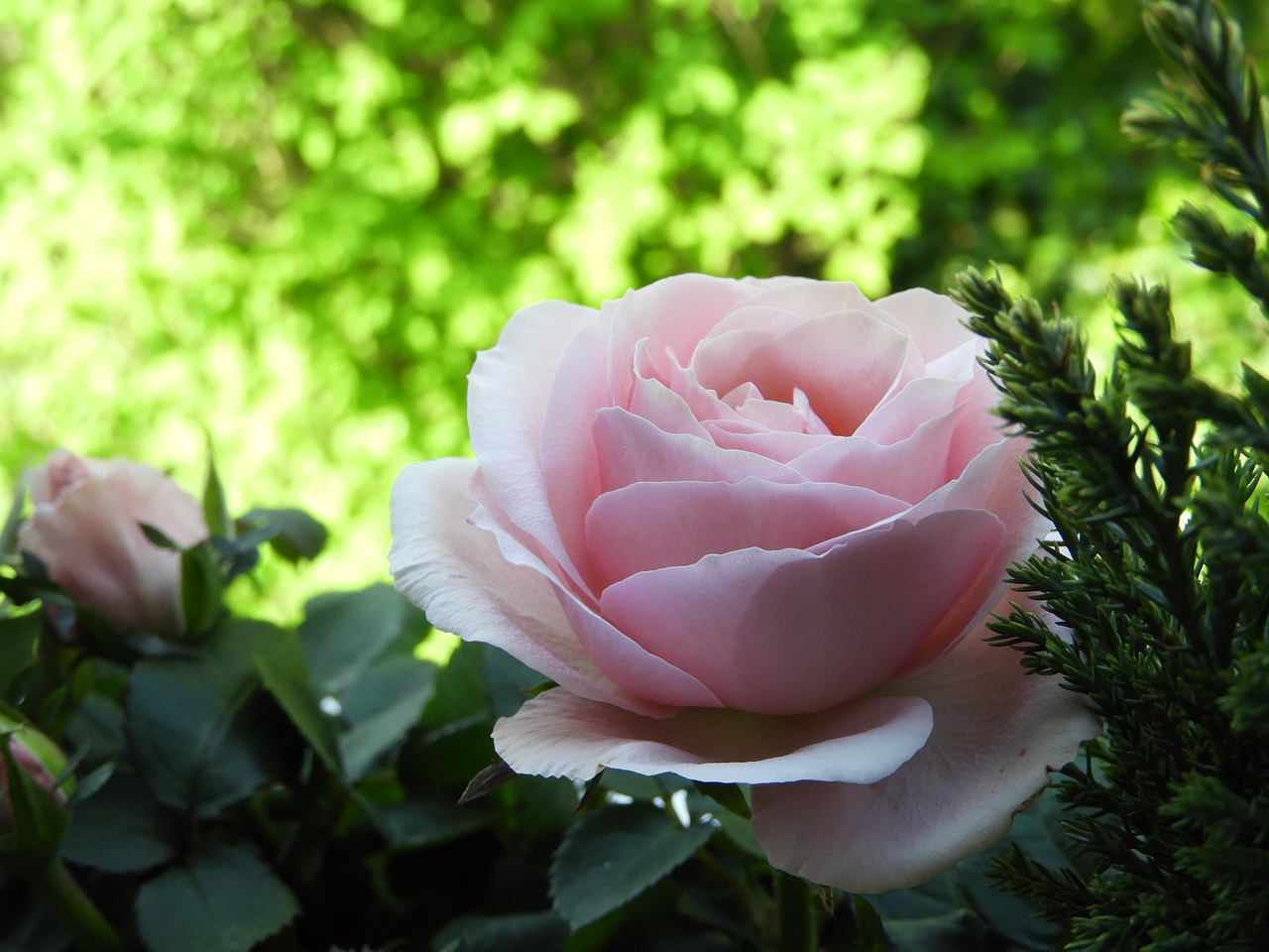 rose pink blossom free photo