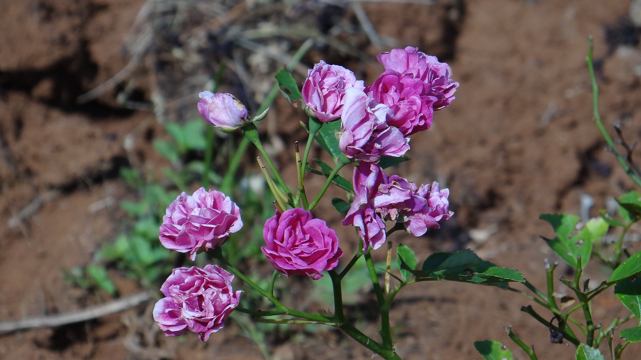 rose flower blossom free photo