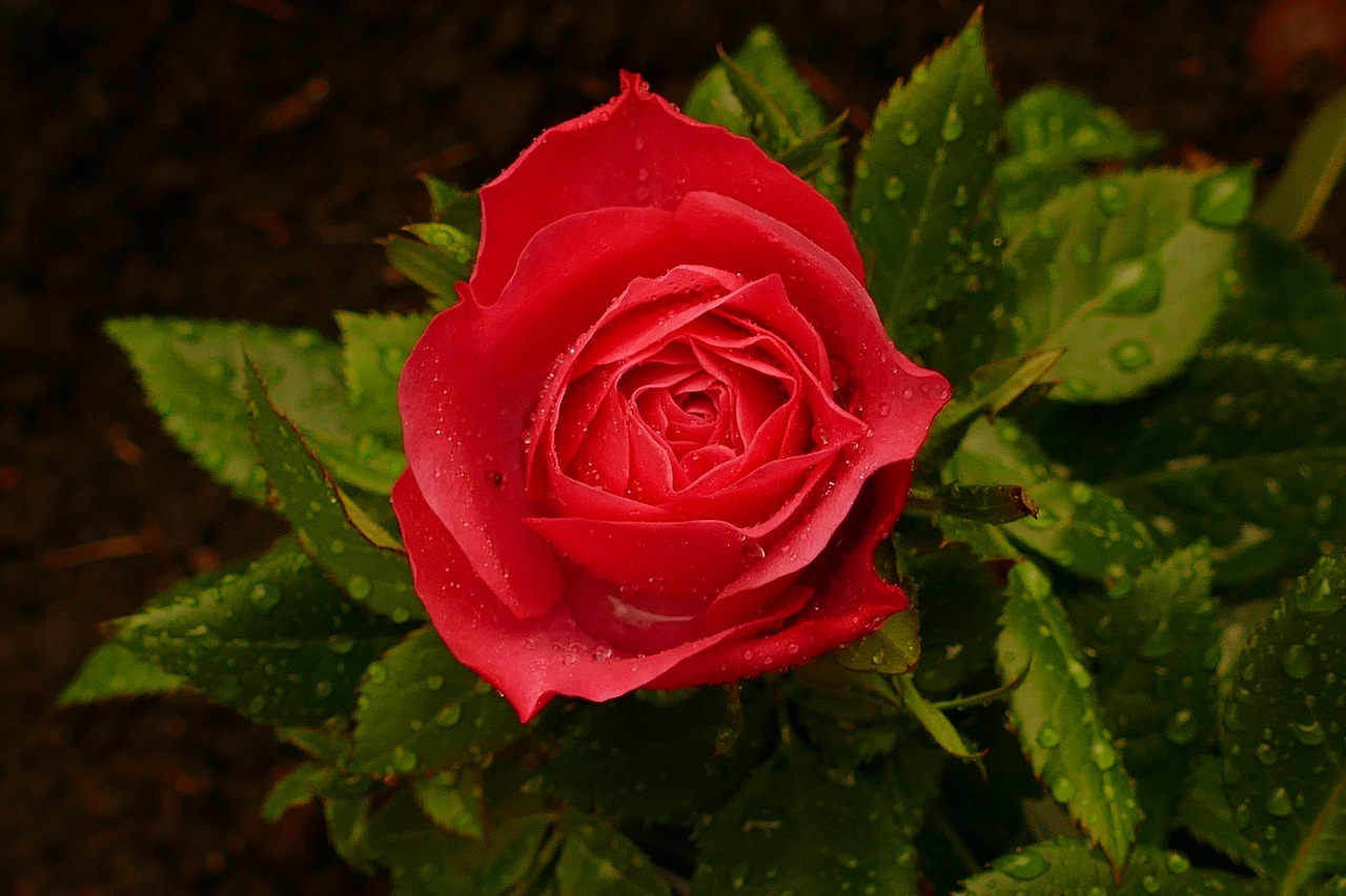 rose red rose blossom free photo