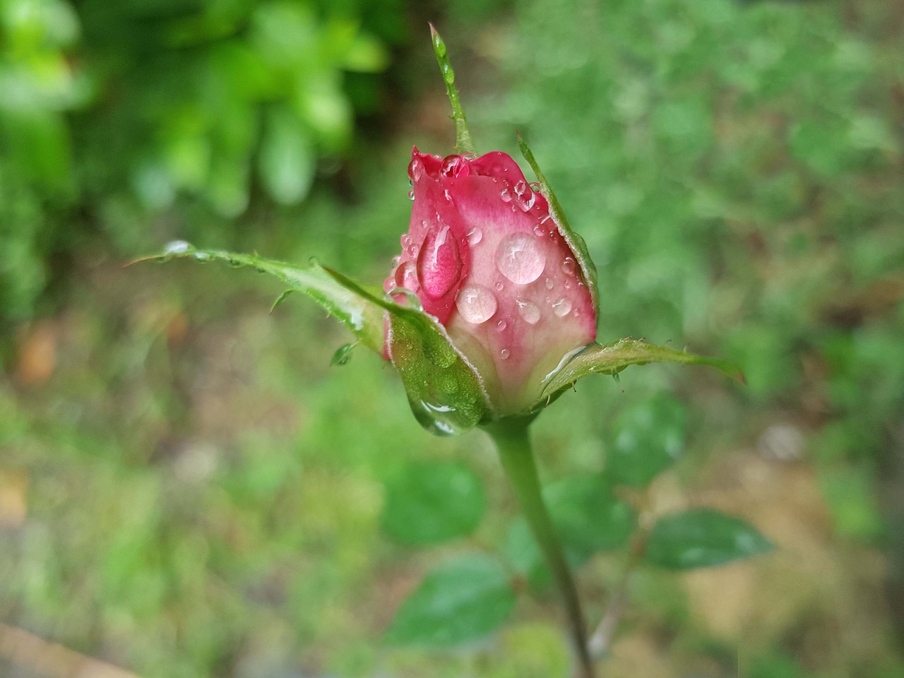 rose pink trickle free photo