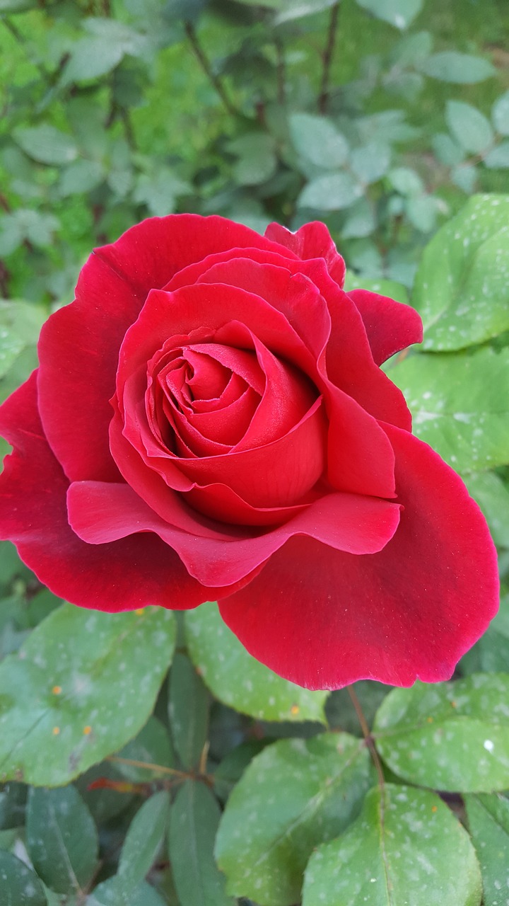 rose red flower free photo