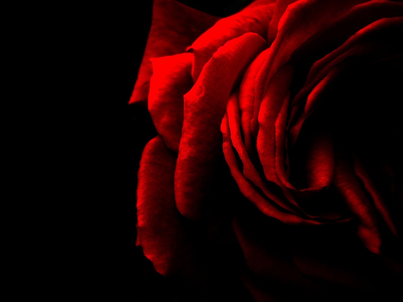 rose red red rose free photo