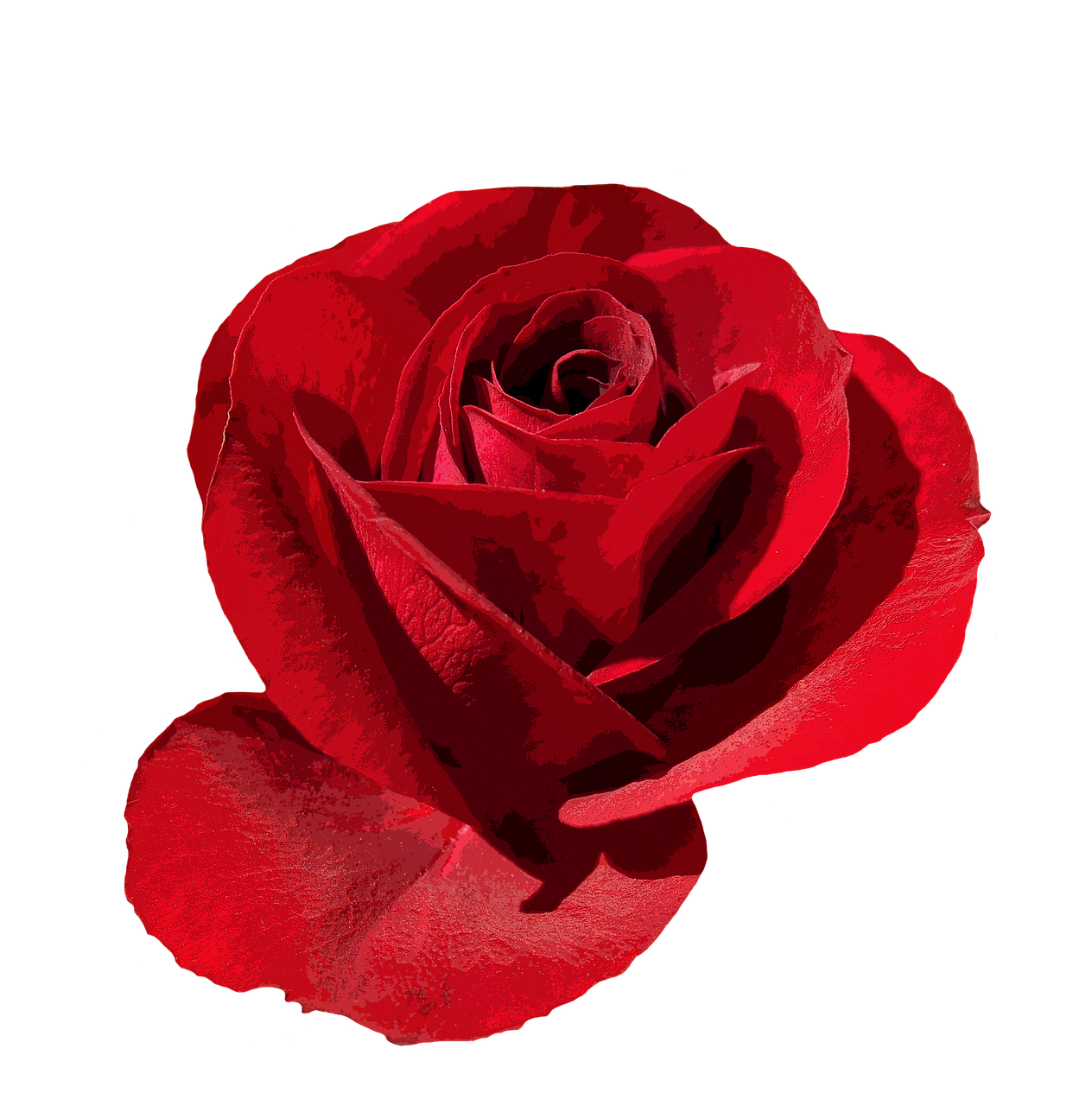 rose red isolated free photo