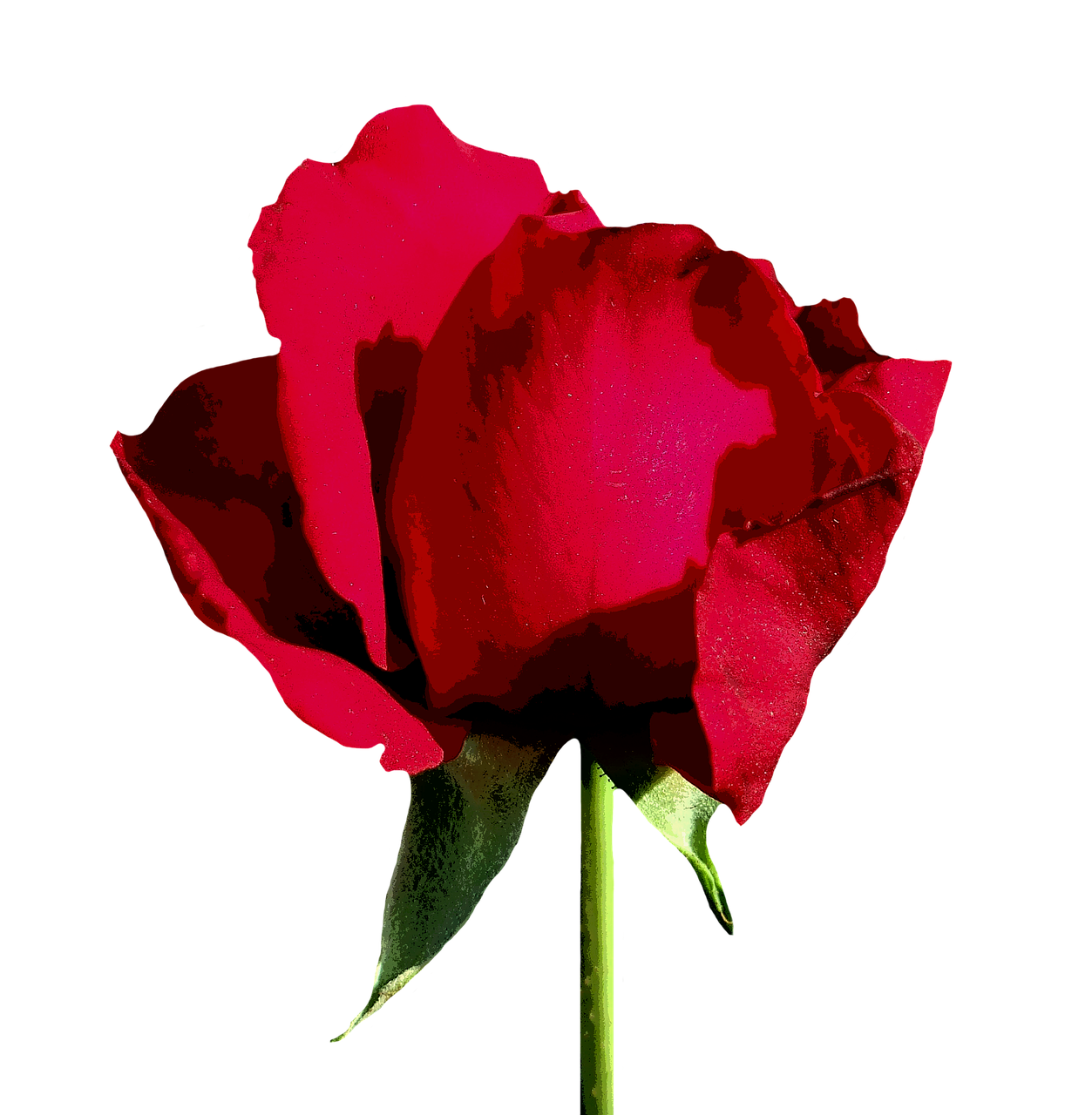 rose red isolated free photo