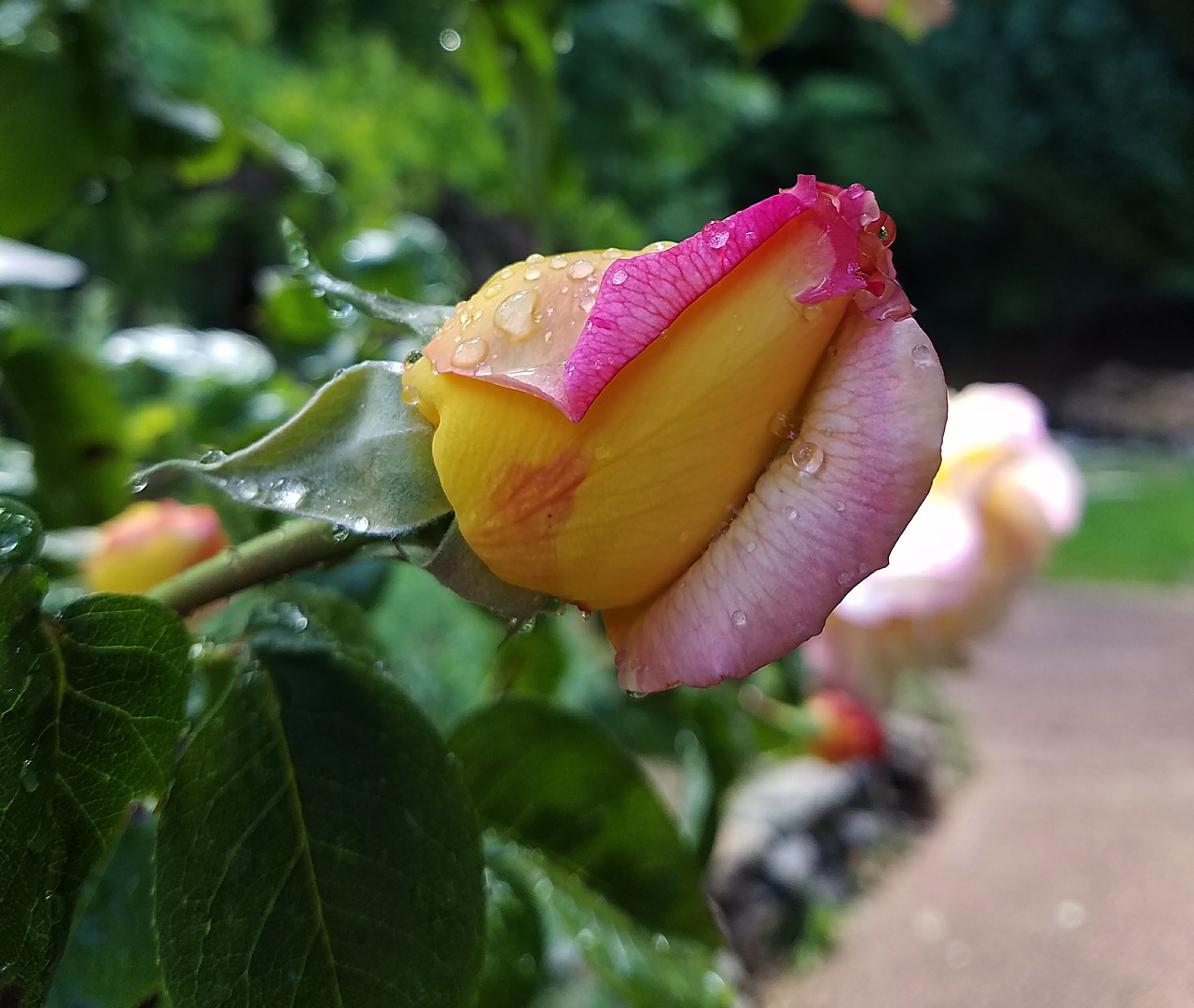 rose water drops bud free photo