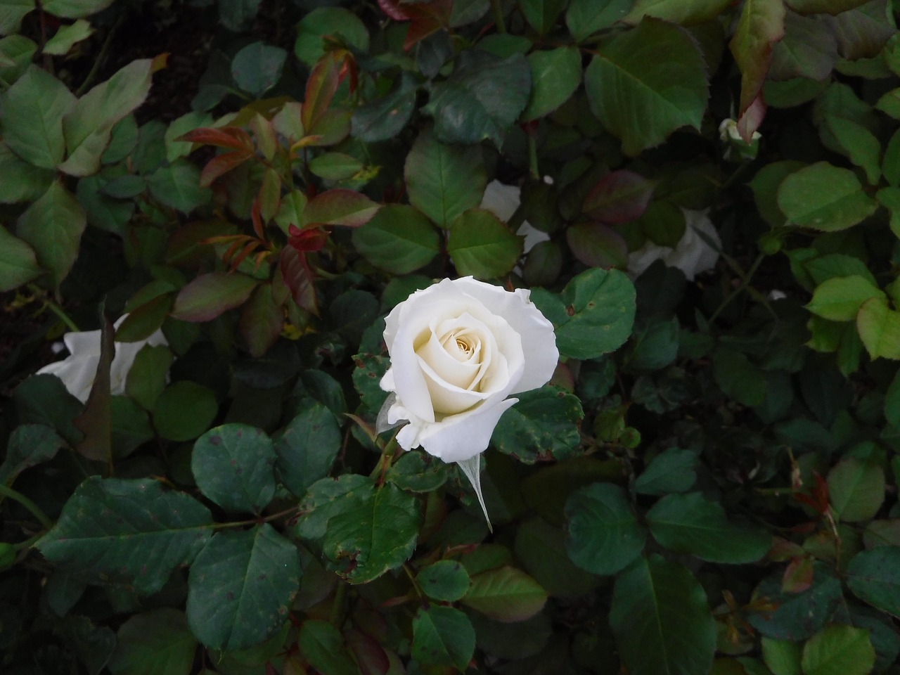 rose flower garden free photo