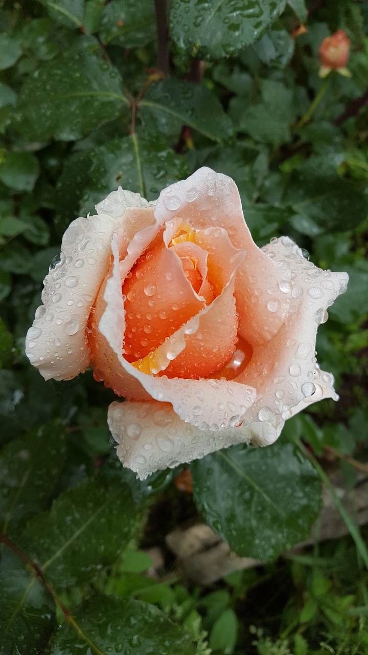 rose rain drop free photo