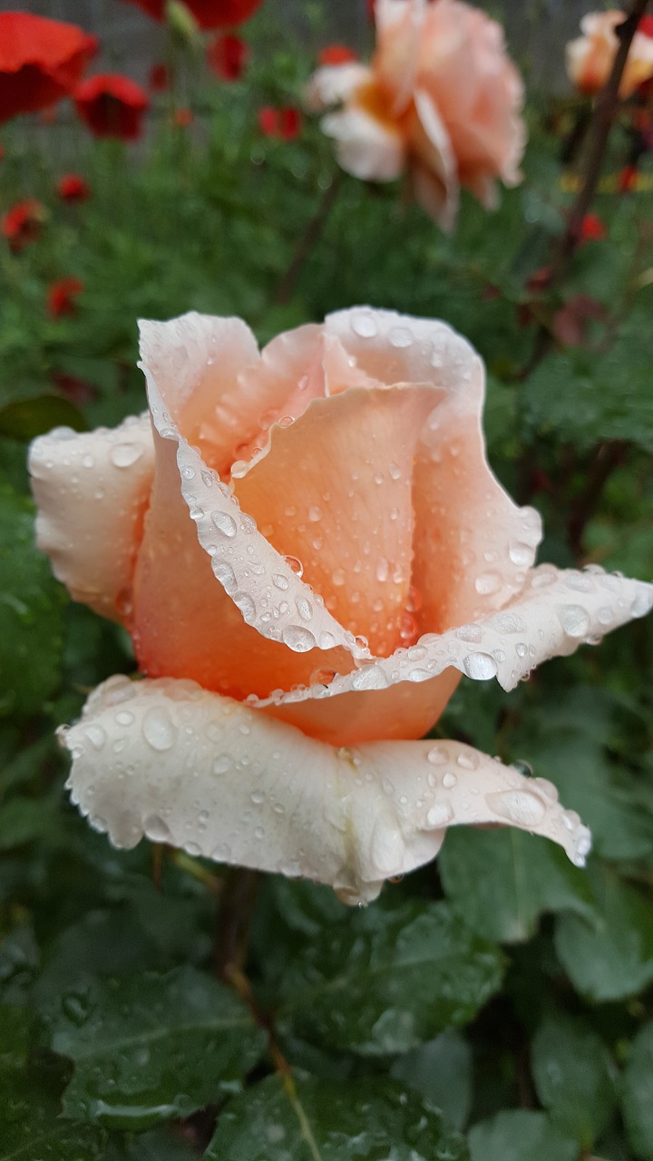 rose drop rain free photo