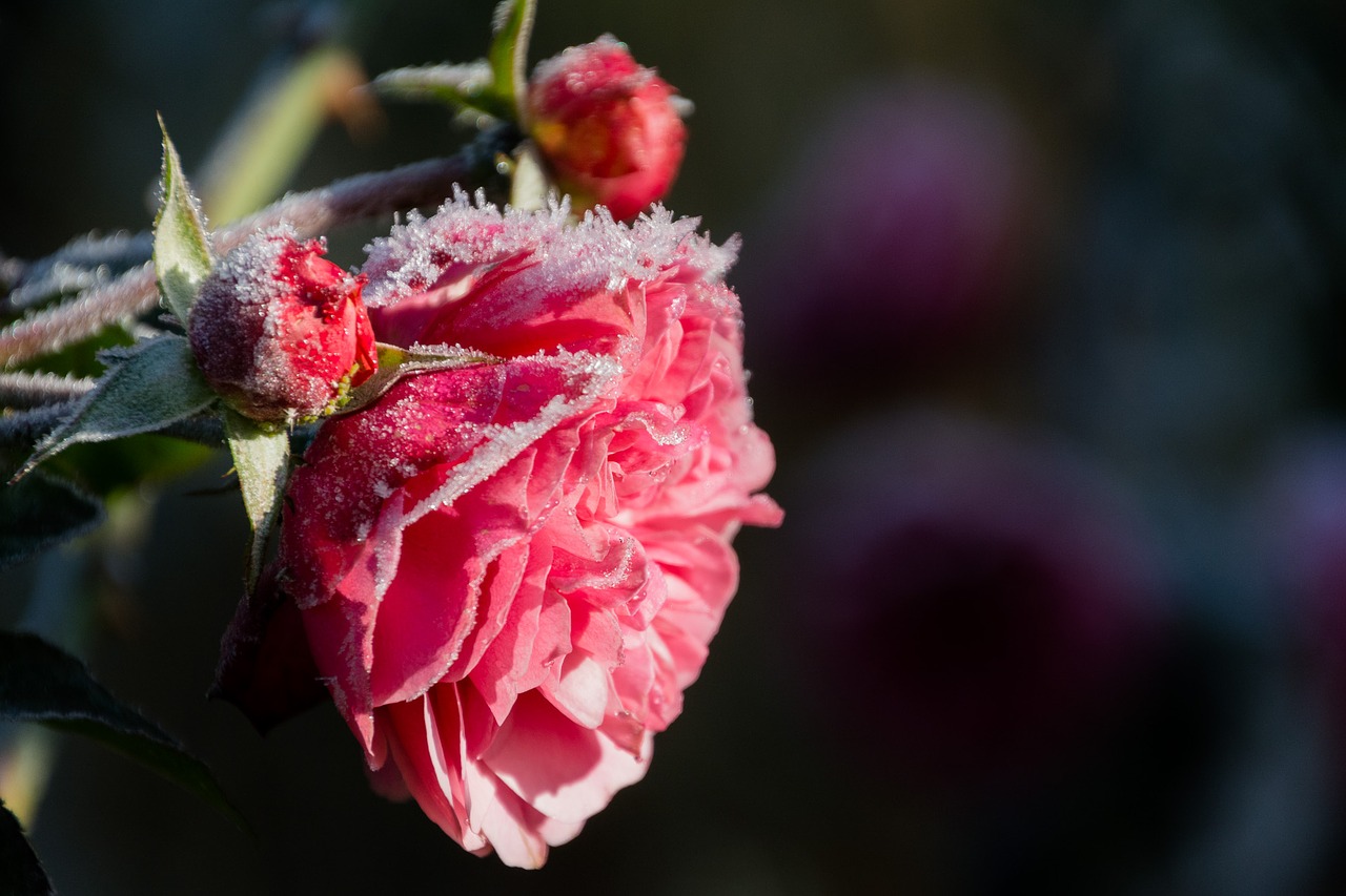 rose hoarfrost flower free photo