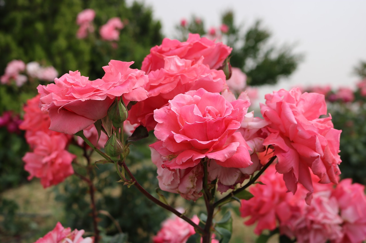 rose pink garden free photo