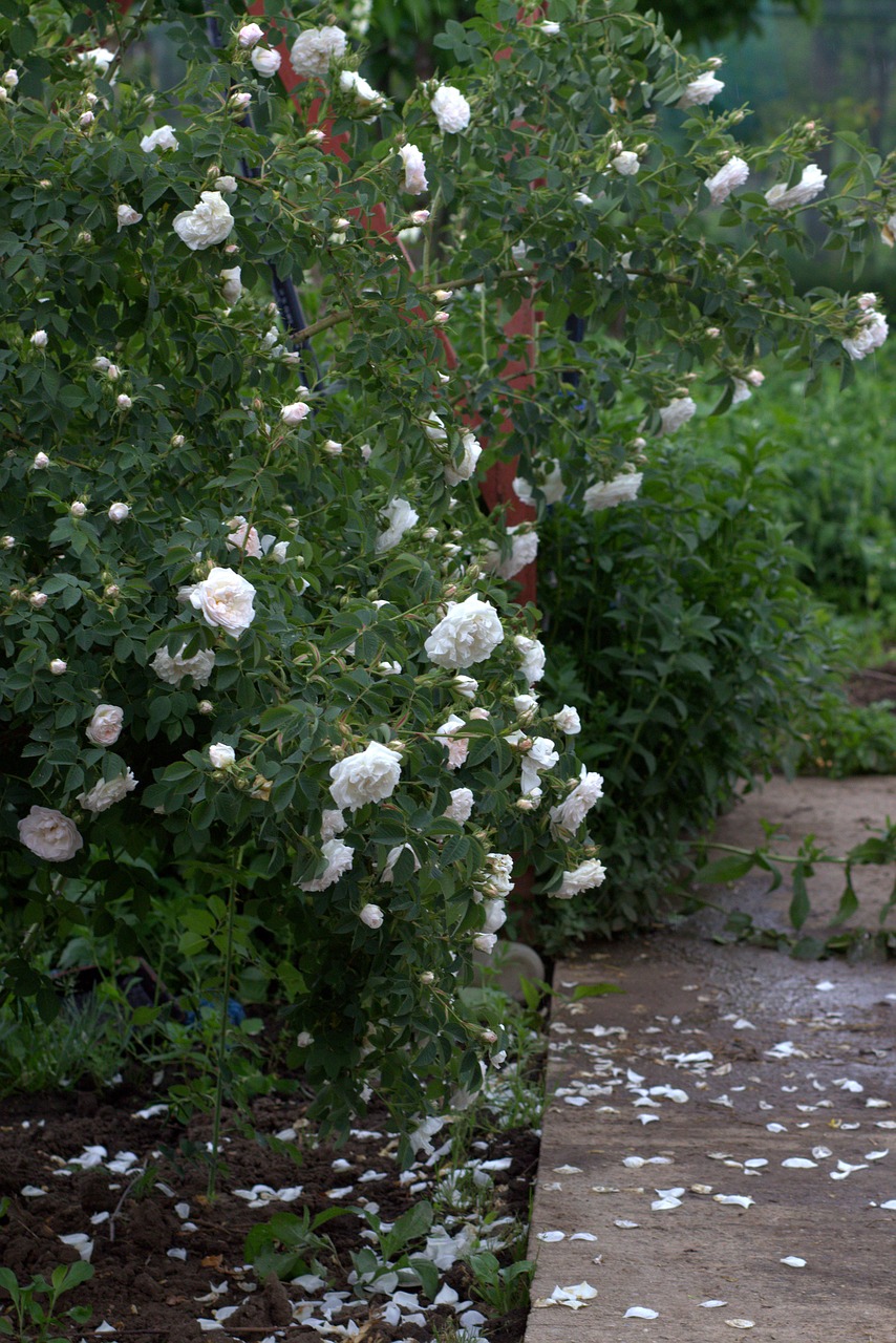 rose white bush free photo