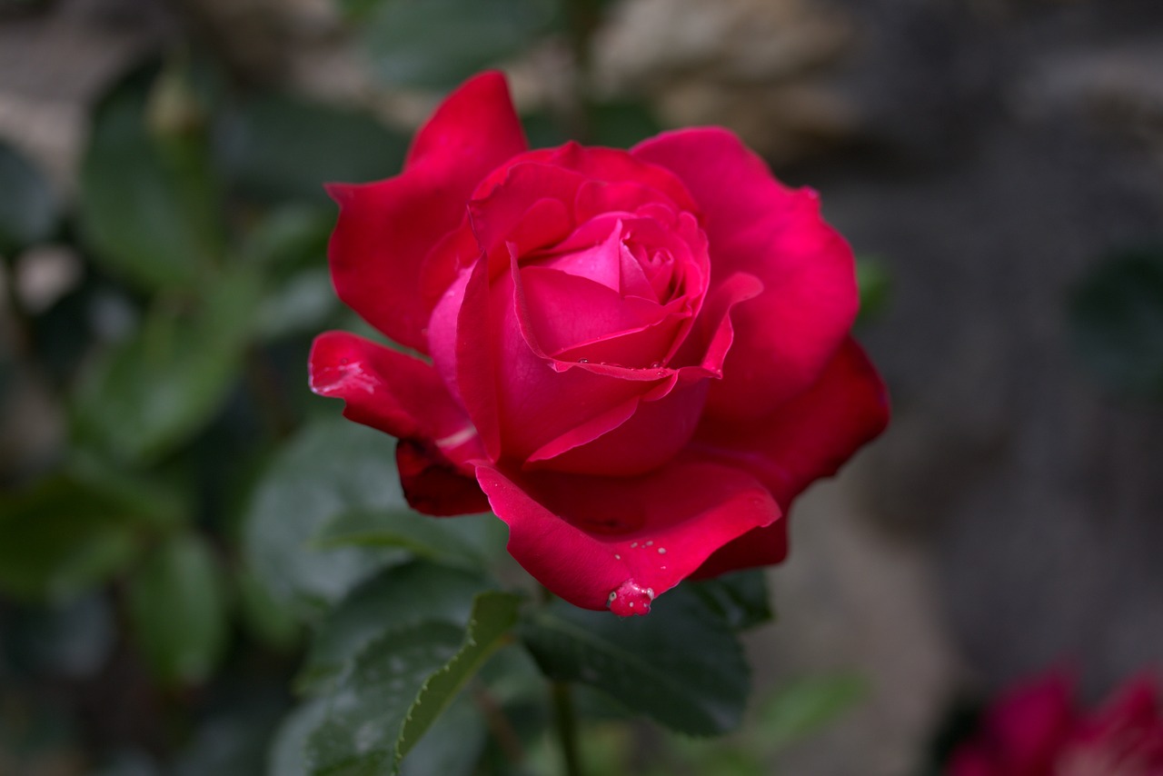 rose red flower free photo