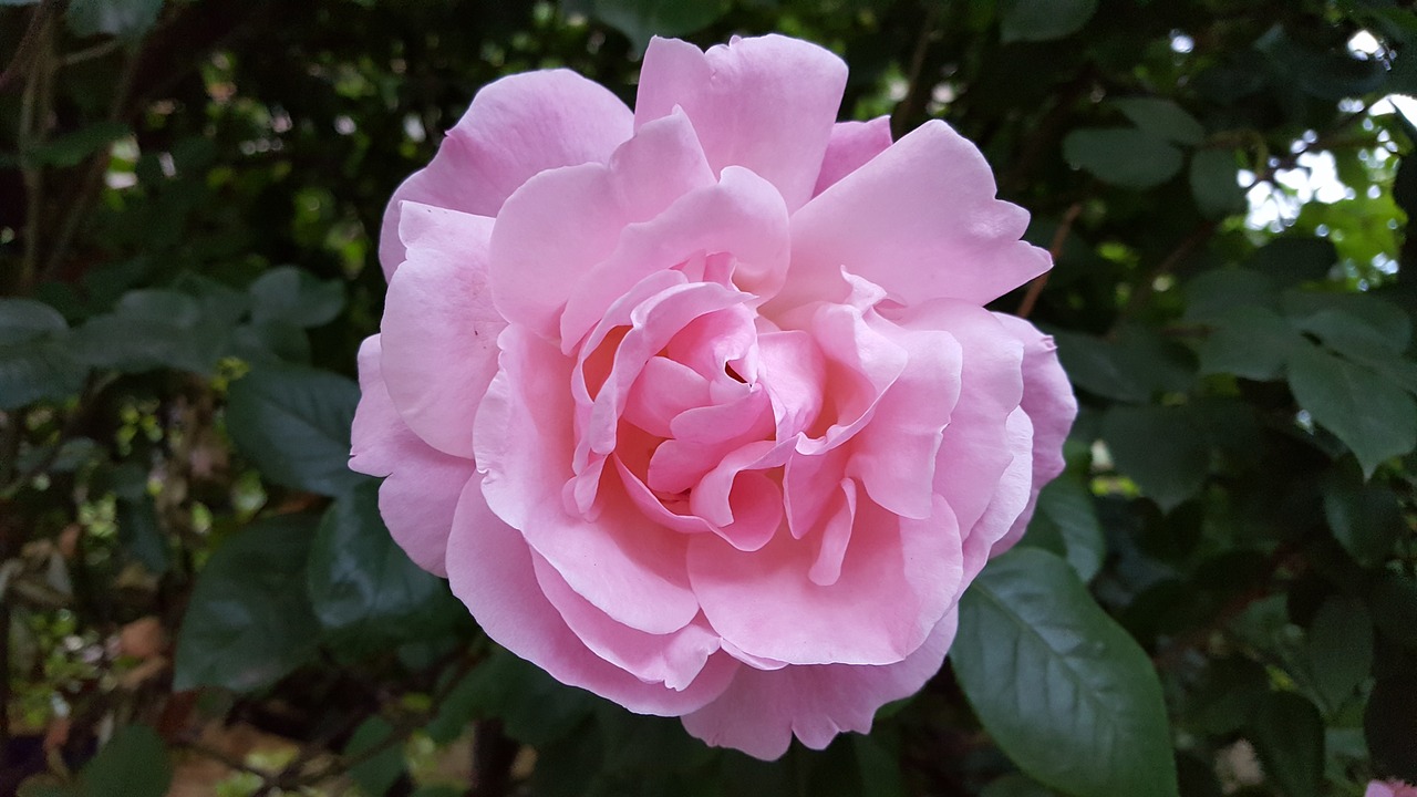 rose flower pink rose bush free photo