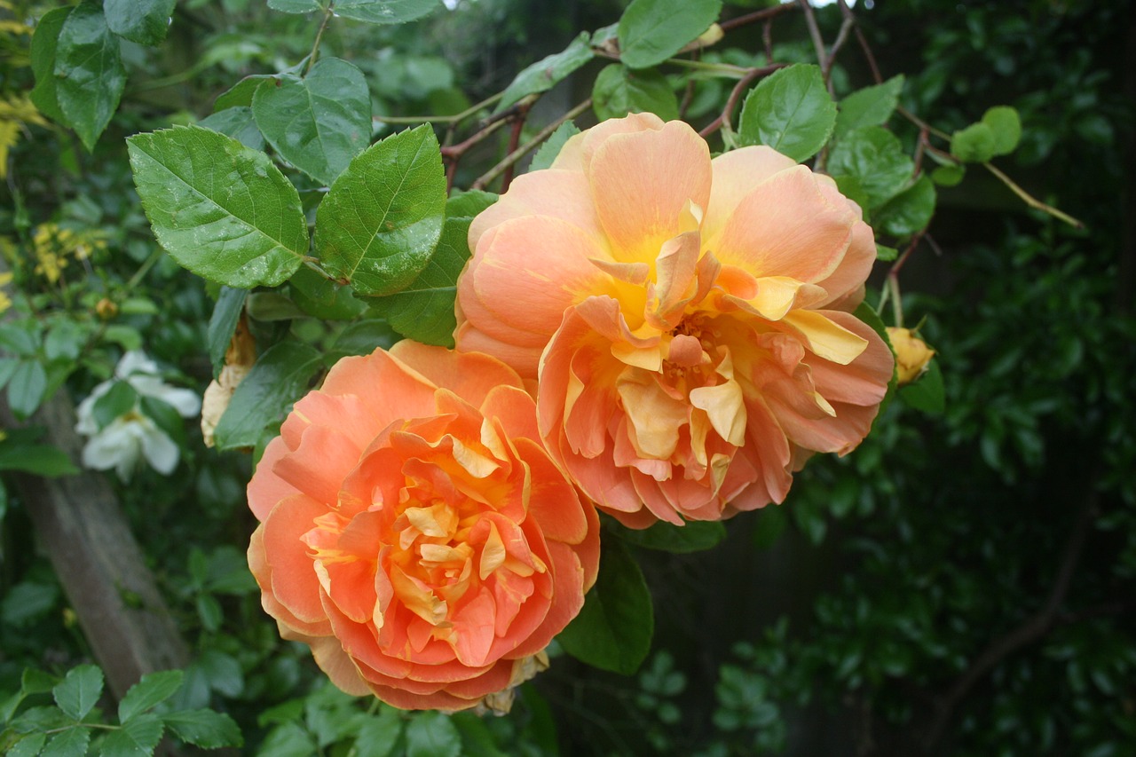 rose orange flower free photo