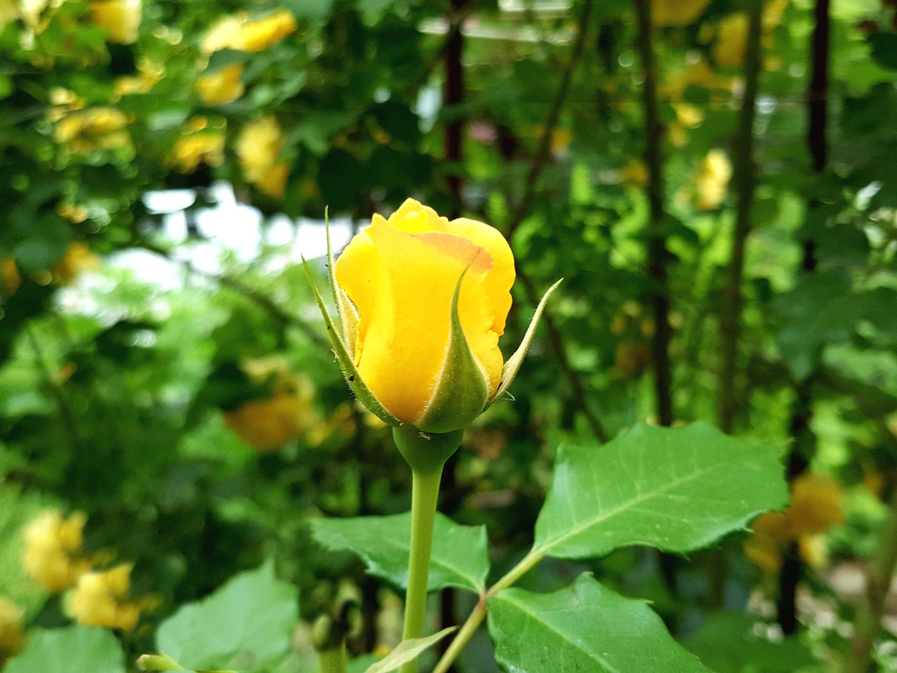 rose yellow roses rose buds free photo