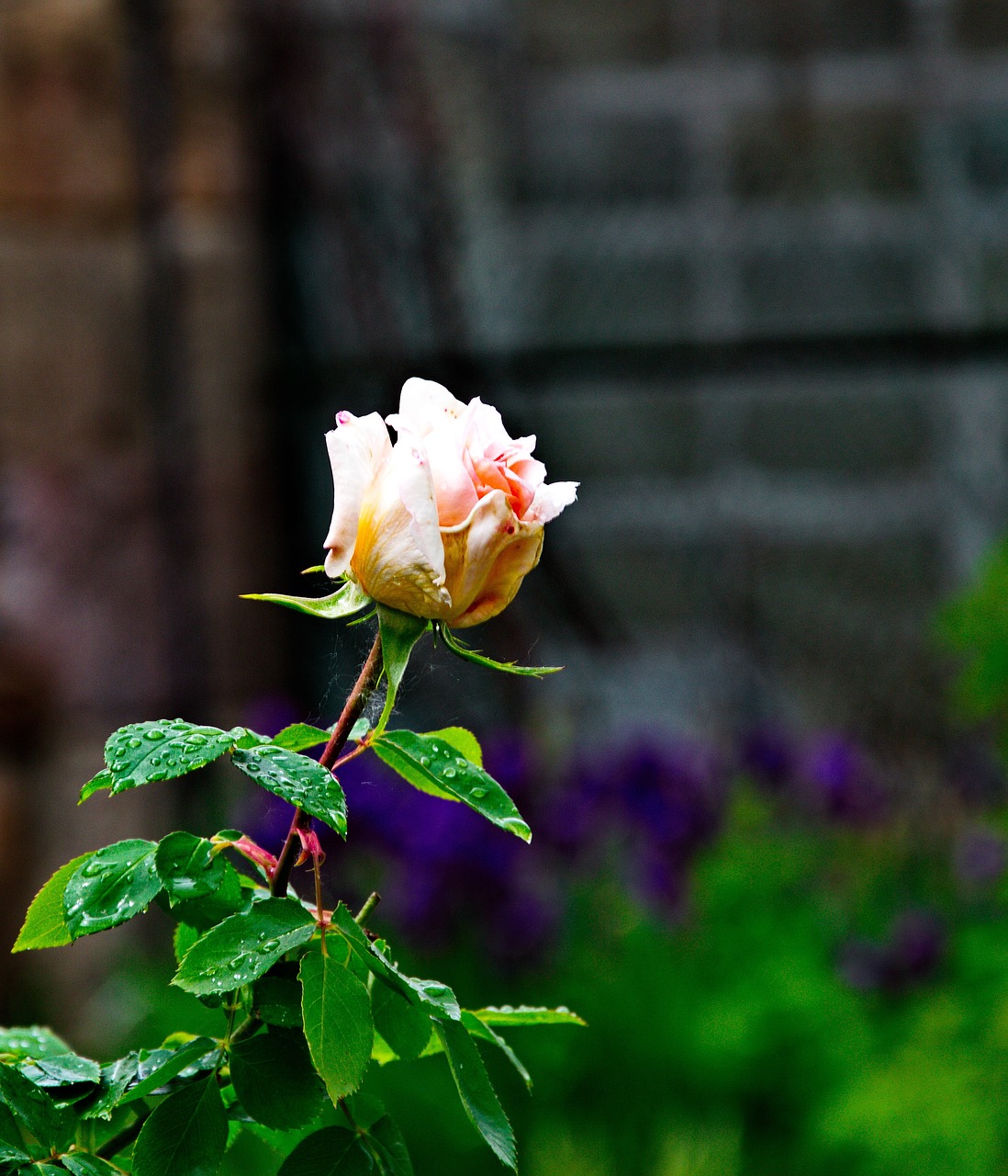 rose plant nature free photo