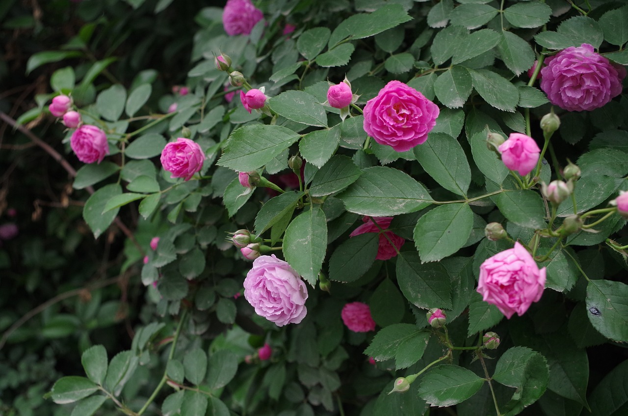 rose plant phenology free photo