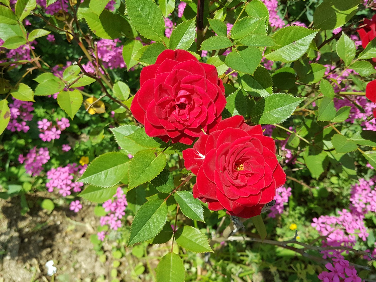 rose garden beautiful free photo