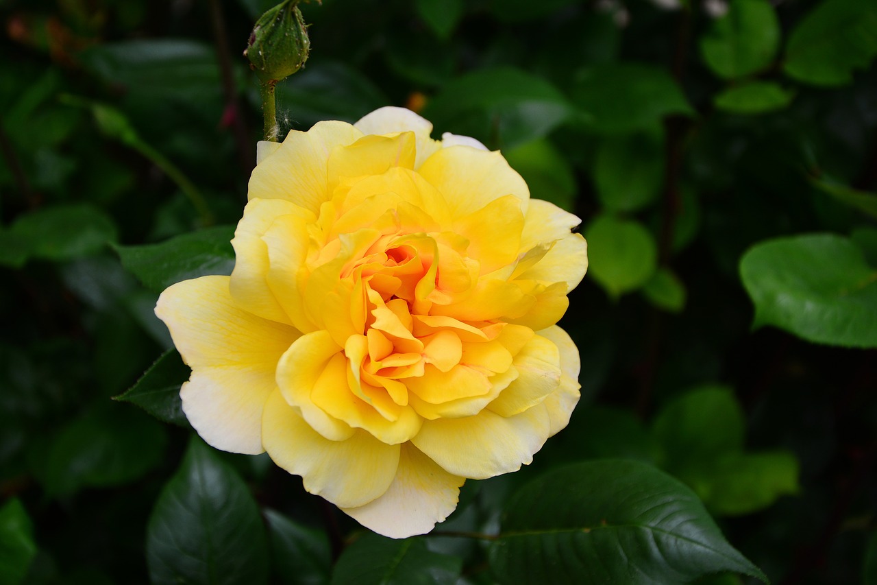rose yellow rose blossom free photo