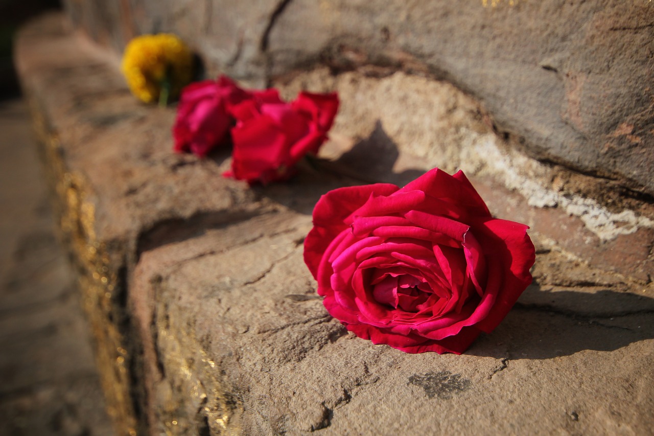 rose red flower free photo