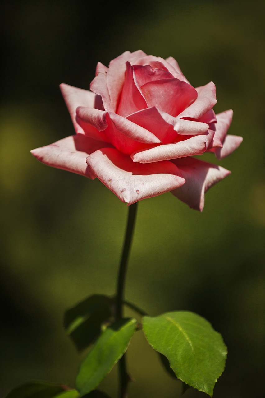 rose flower pink free photo