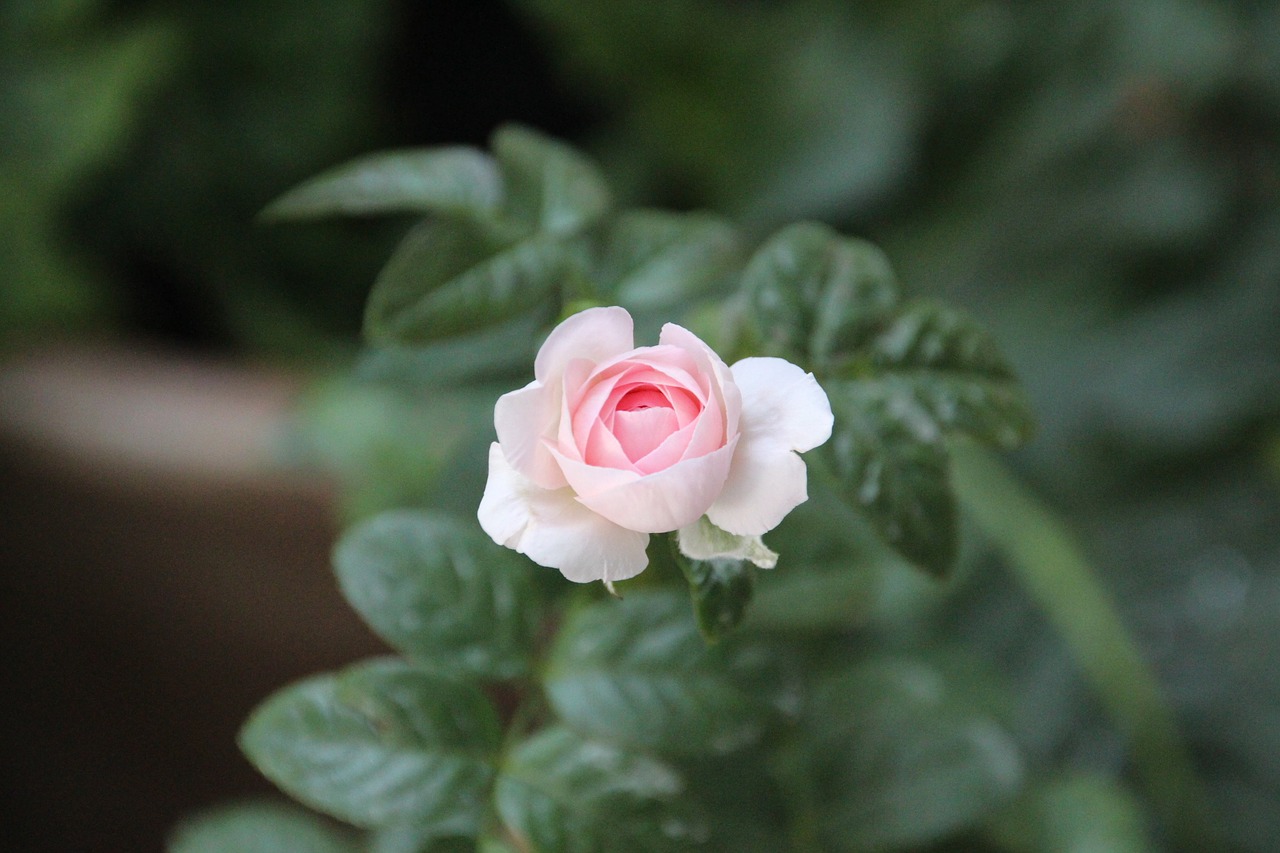 rose flower pink free photo