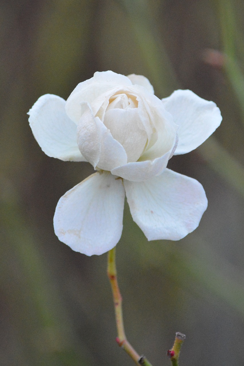 rose white flower free photo