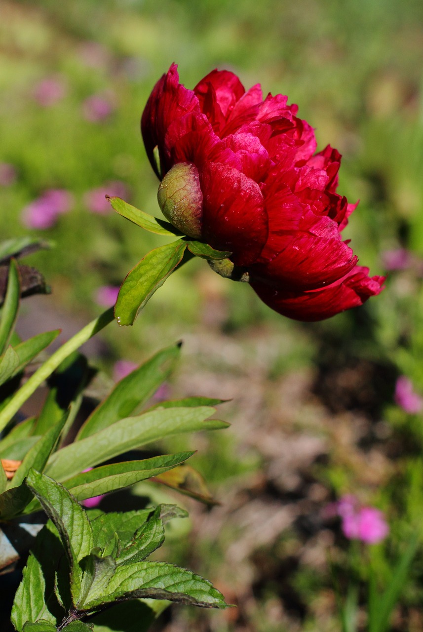 rose garden nature free photo