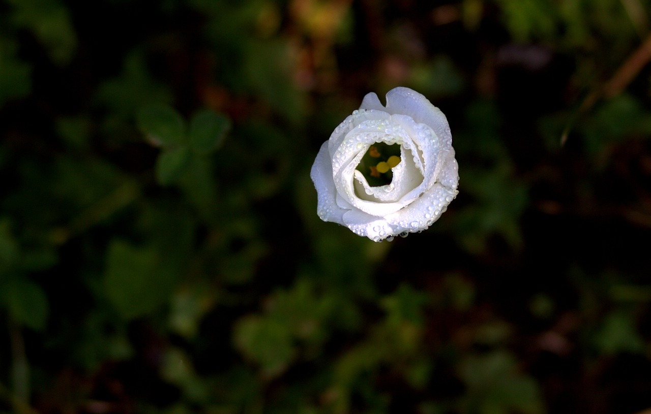 rose white flowers free photo