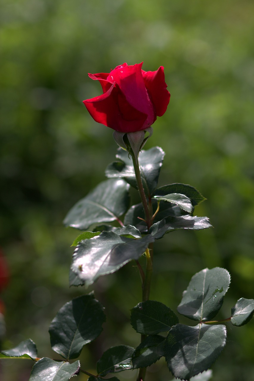 rose red flowers free photo