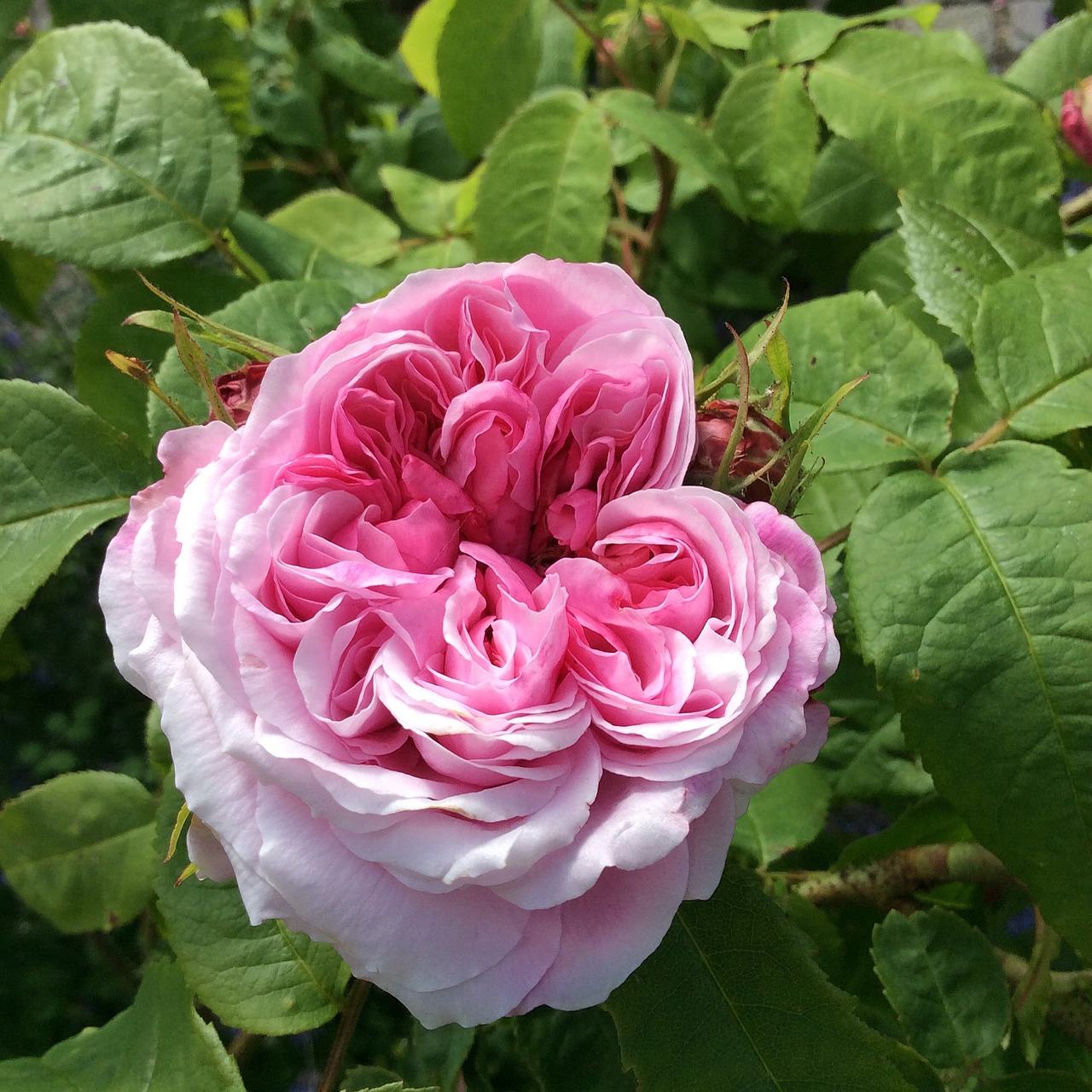 rose pink pink flower free photo