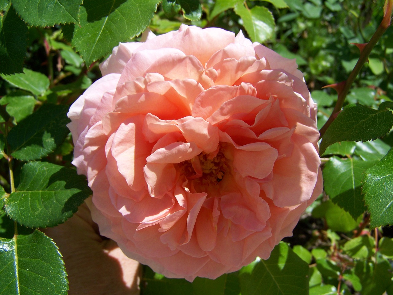 rose pink garden free photo