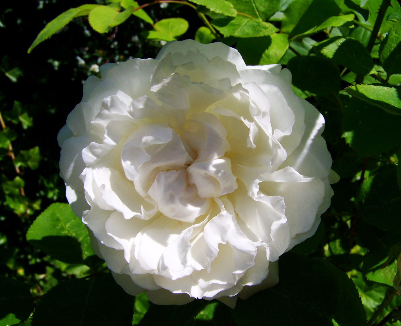 rose white flower garden free photo