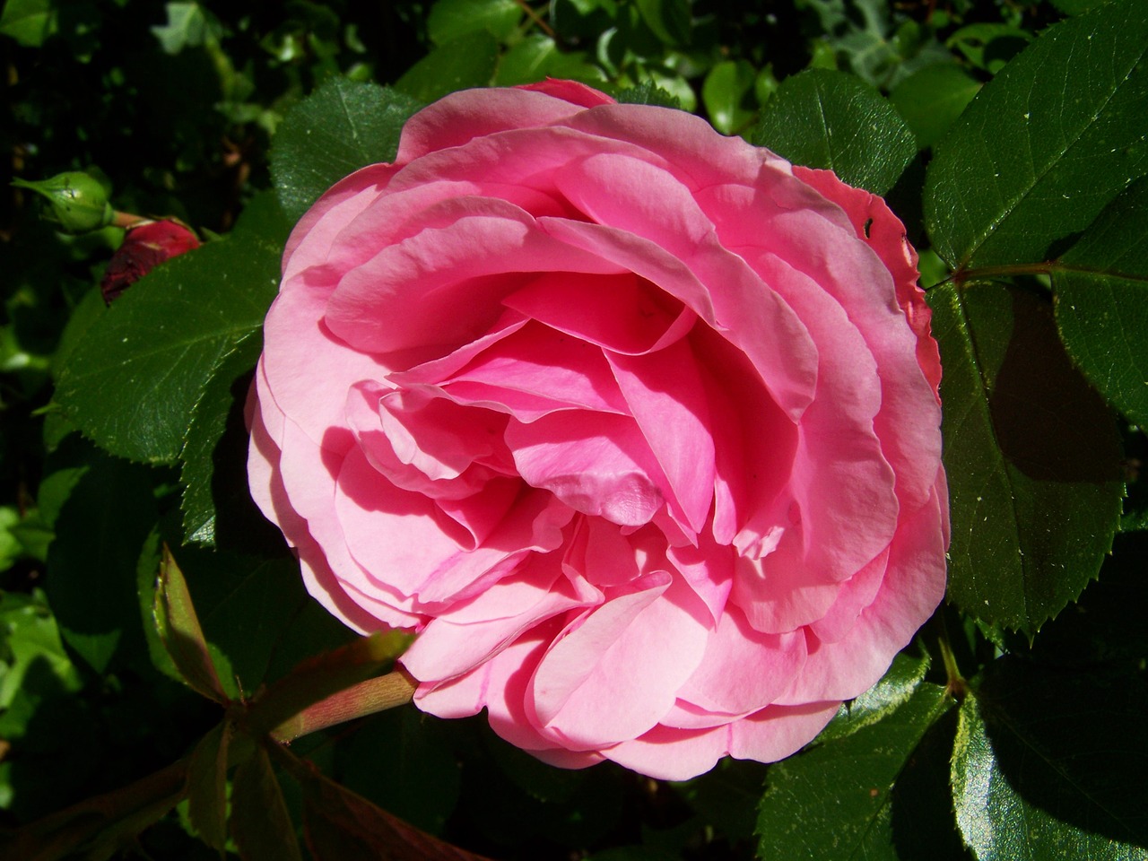 rose pink flower garden free photo