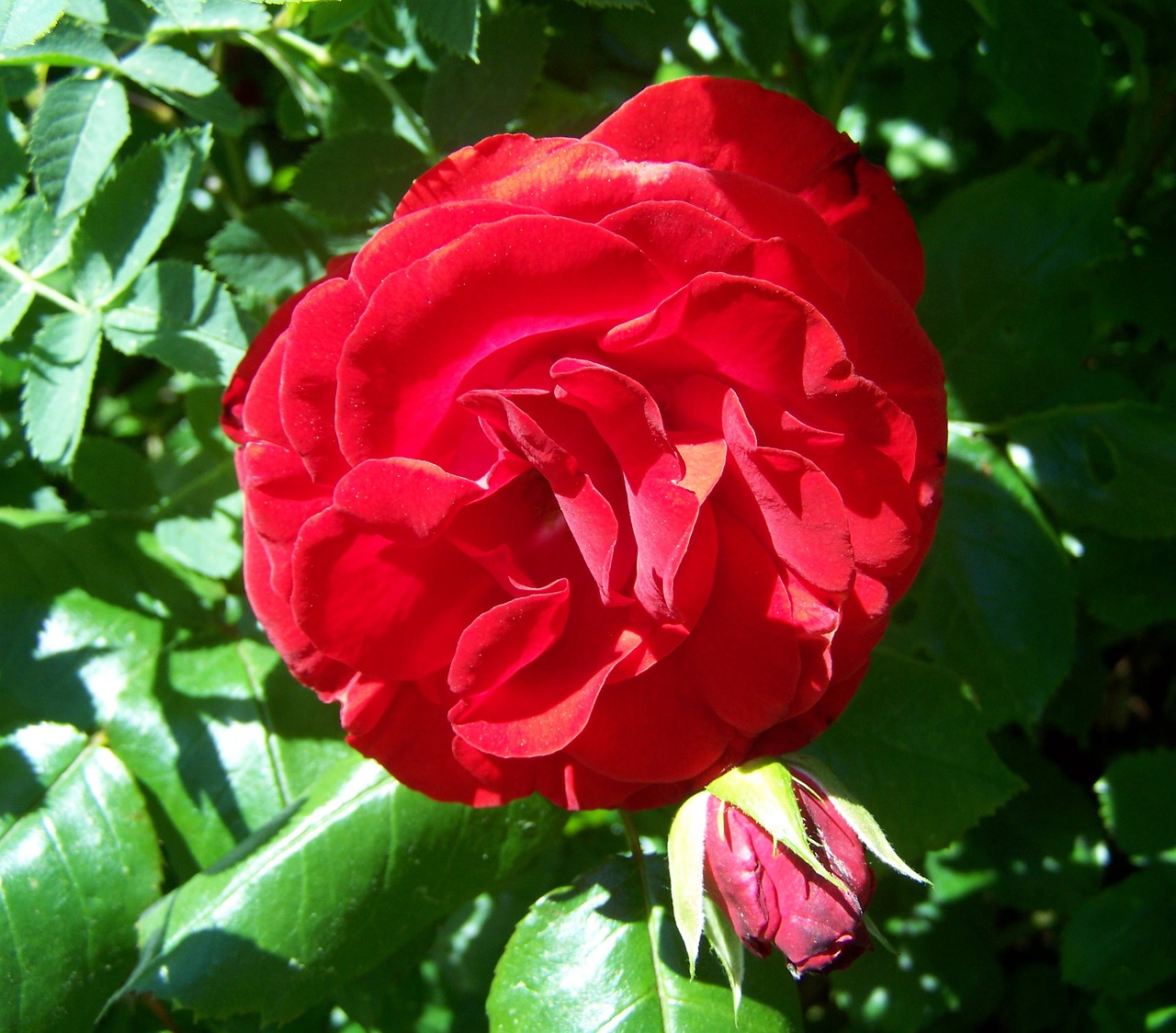 rose red rose garden free photo