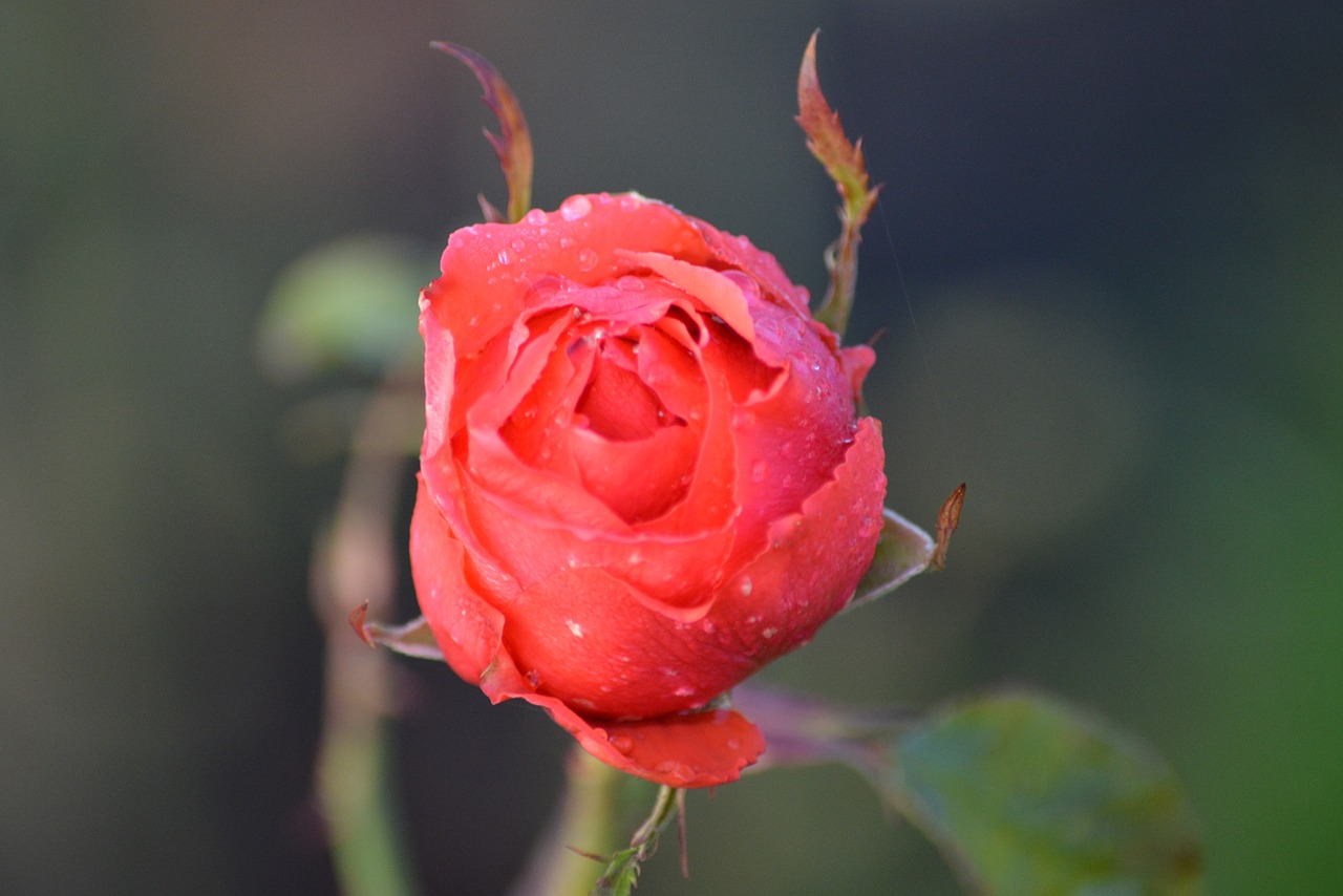 rose red rose flower free photo