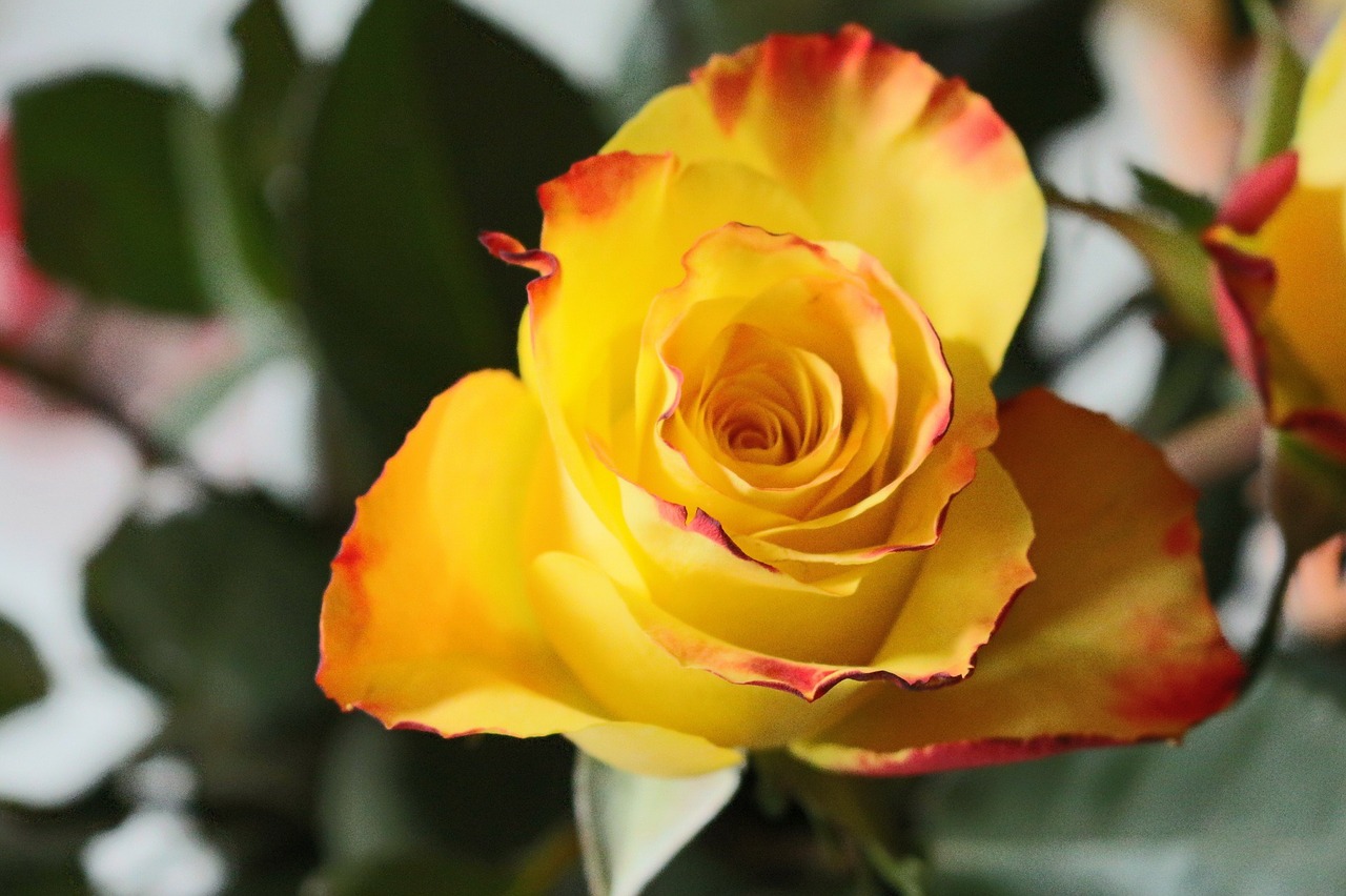 rose yellow flower free photo