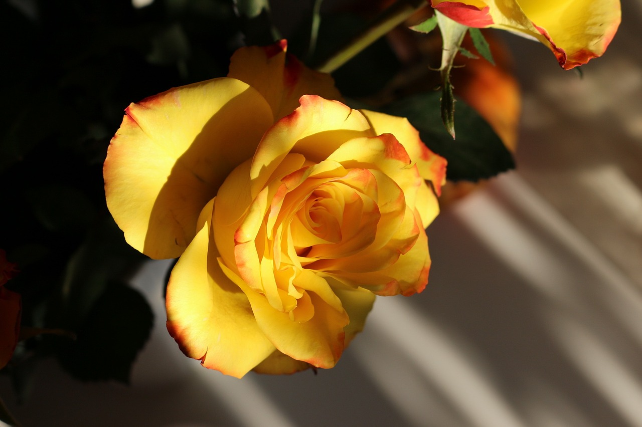 rose yellow flower free photo