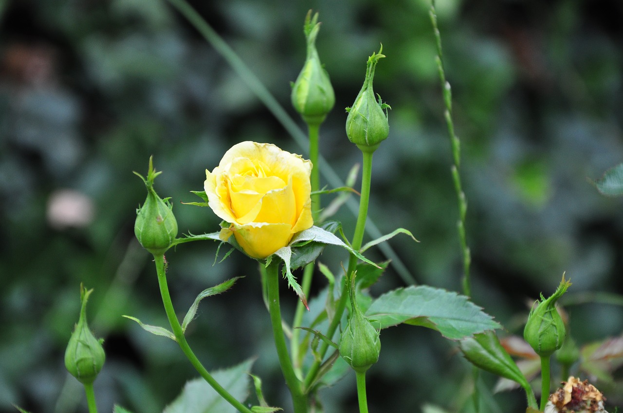 rose garden nature free photo