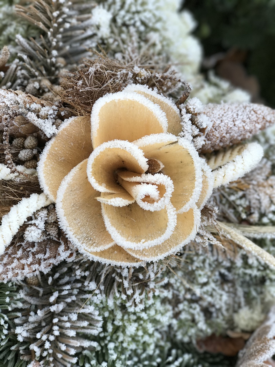 rose winter cemetery free photo