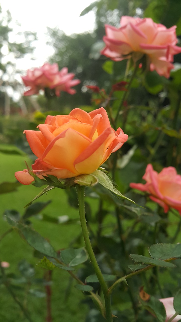 rose zimbabwe garden free photo