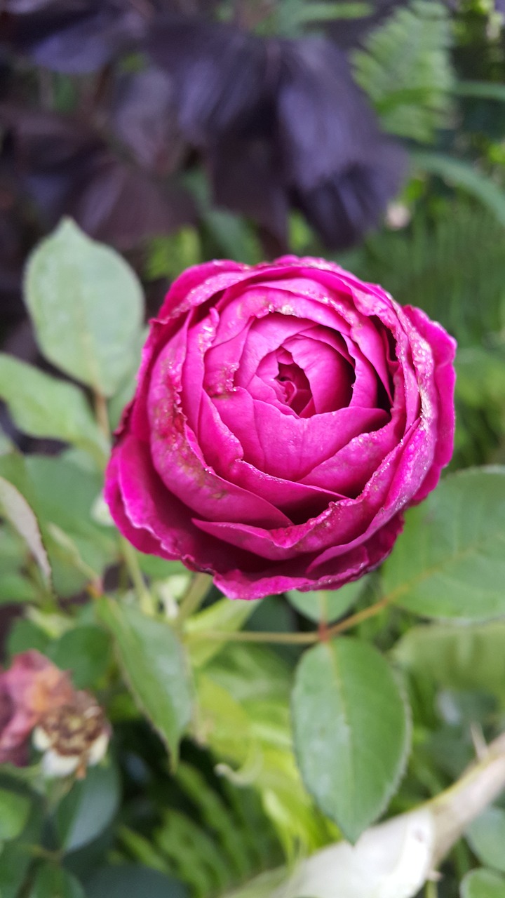 rose bud plant free photo